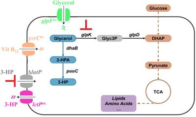 Engineering Bacillus subtilis for production of 3-hydroxypropanoic acid